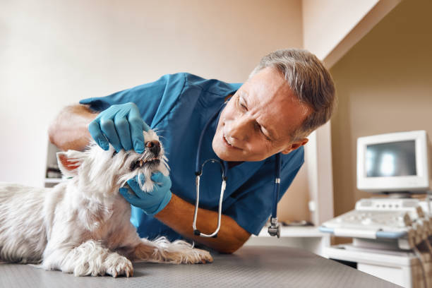 Best Emergency Treatment for Oral Infections in Starbuck, MN